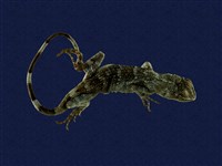 藏品(琉球攀蜥)的圖片